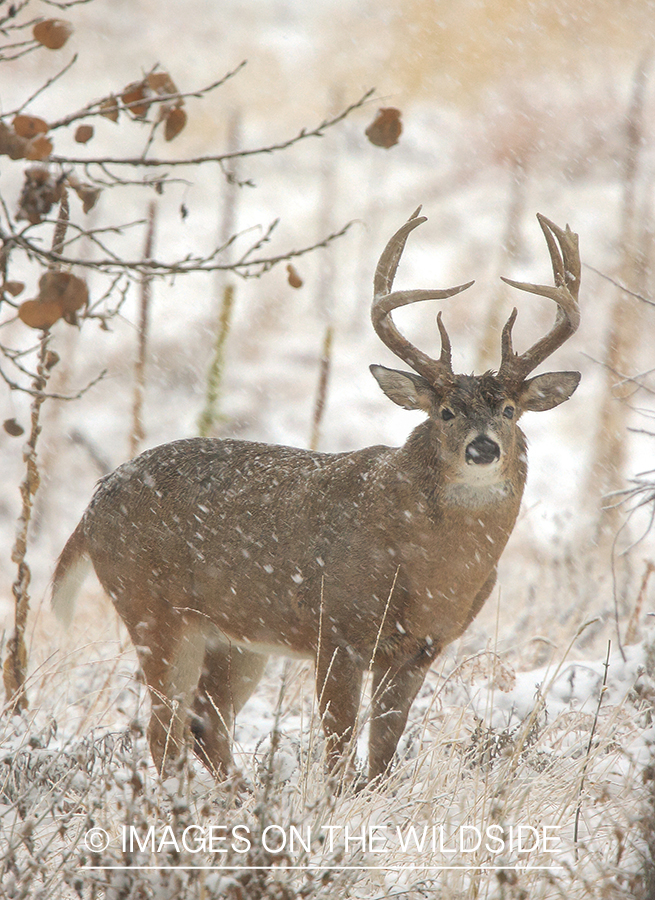 White-tailed buck in field.