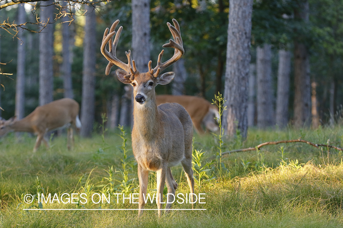 White-tailed buck in velvet.