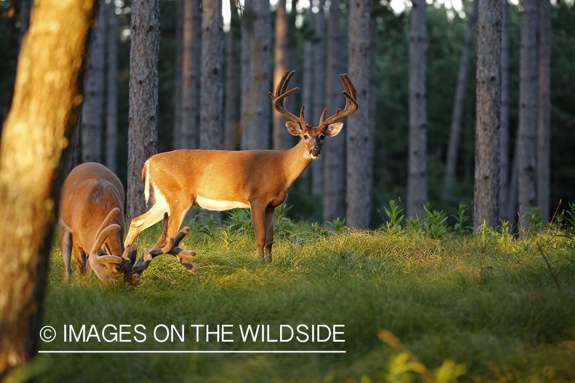 White-tailed deer in velvet.