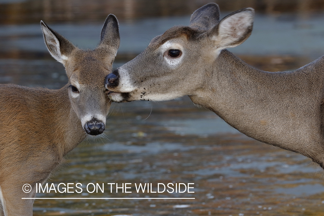 Fawn and doe standing in river.