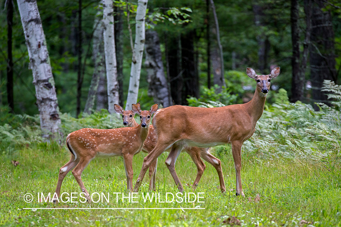 White-tailed doe with fawns.