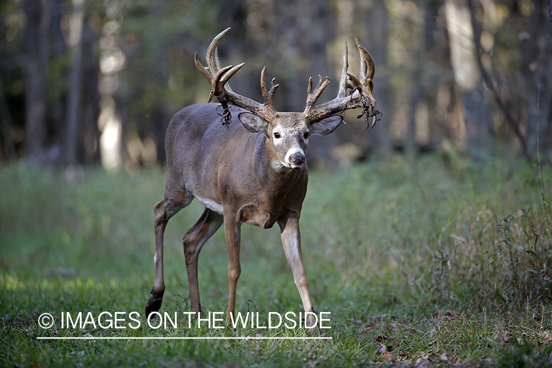 White-tailed buck in field.