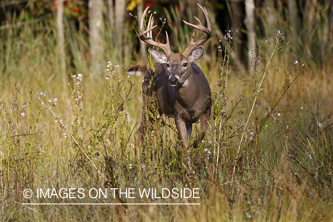 White-tailed buck in the rut.