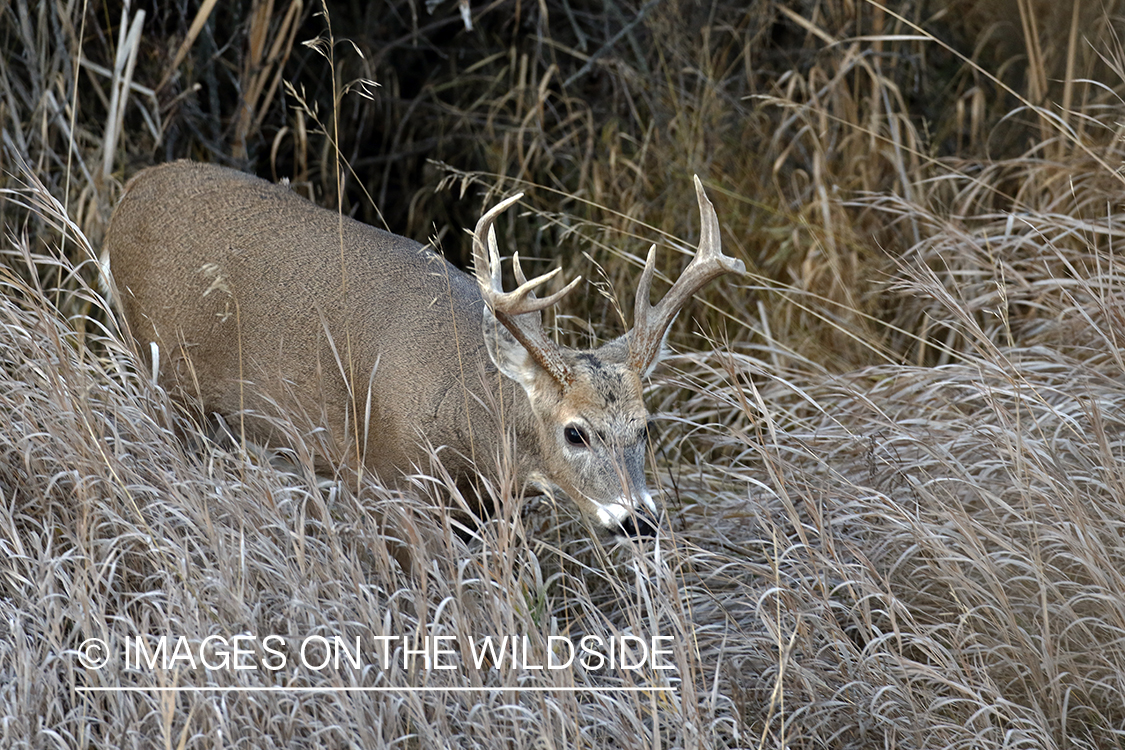 White-tailed buck in the rut.