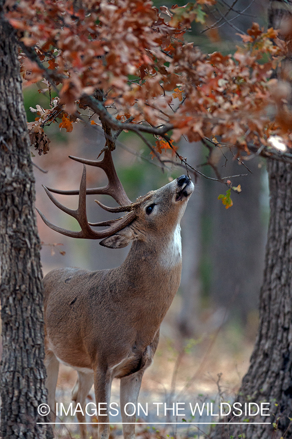 White-tailed buck in field.