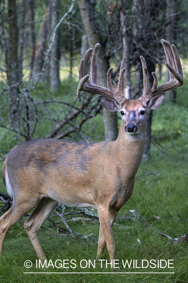 White-tailed buck in Velvet.