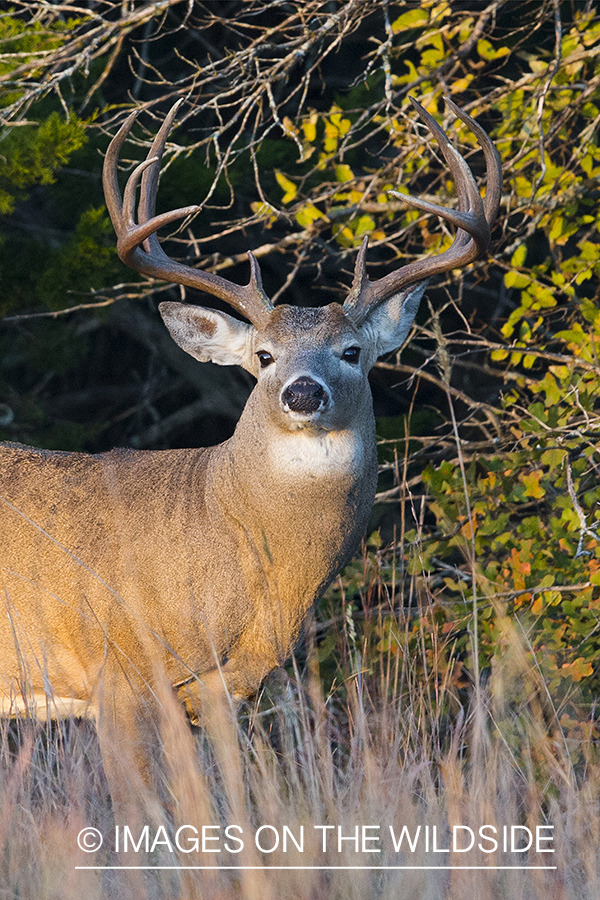 White-tailed buck in field.