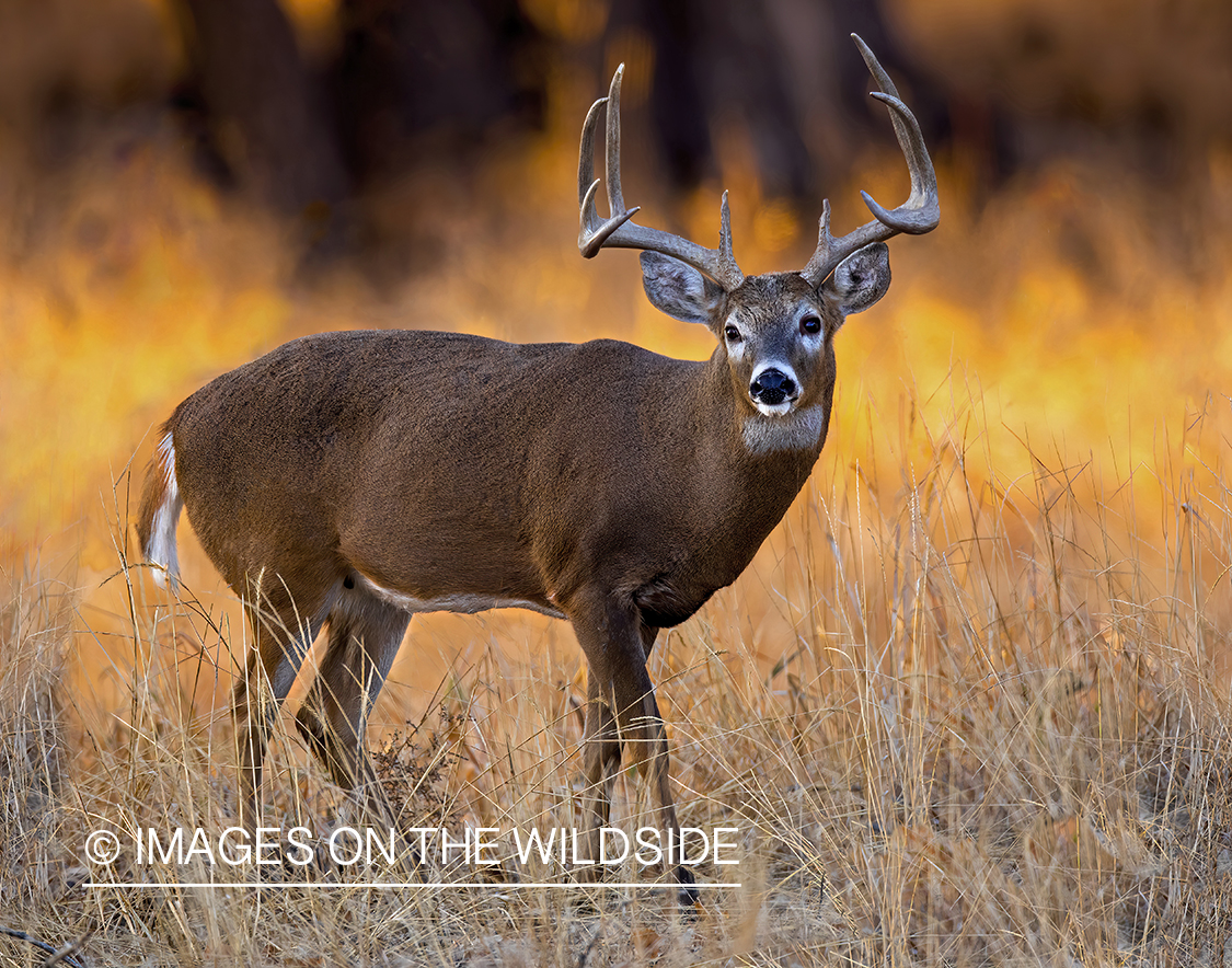 White-tailed buck in field.