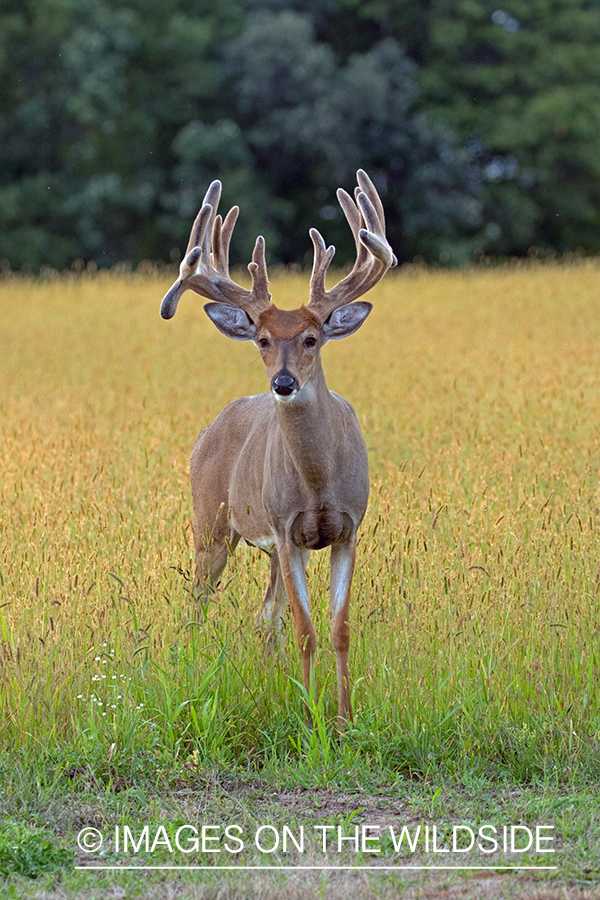 White-tailed buck in field.