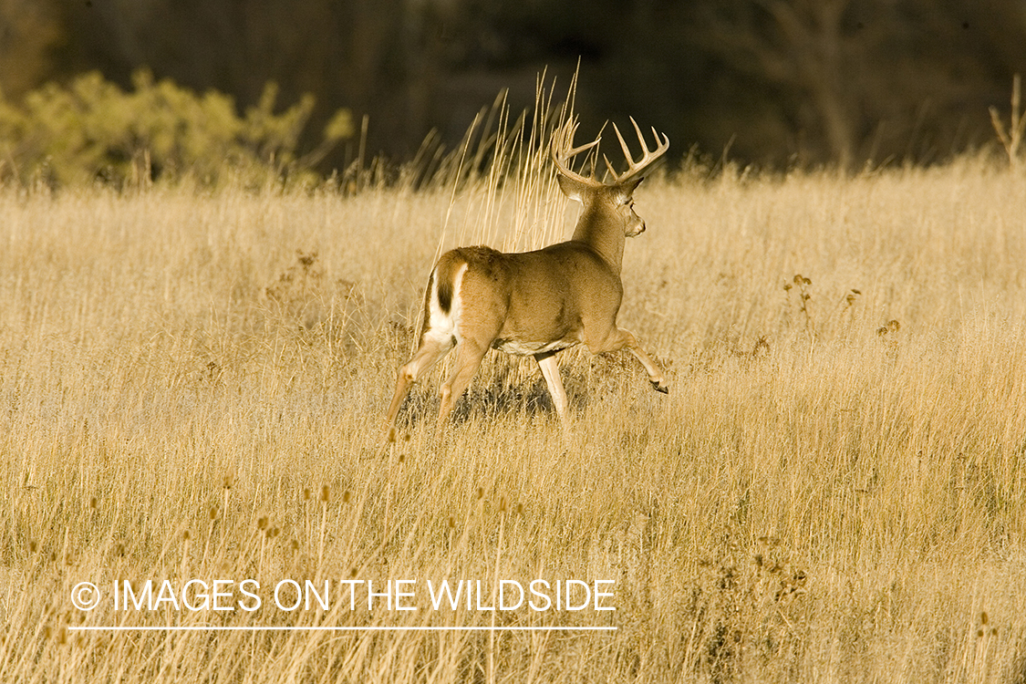 White-tailed deer in habitat