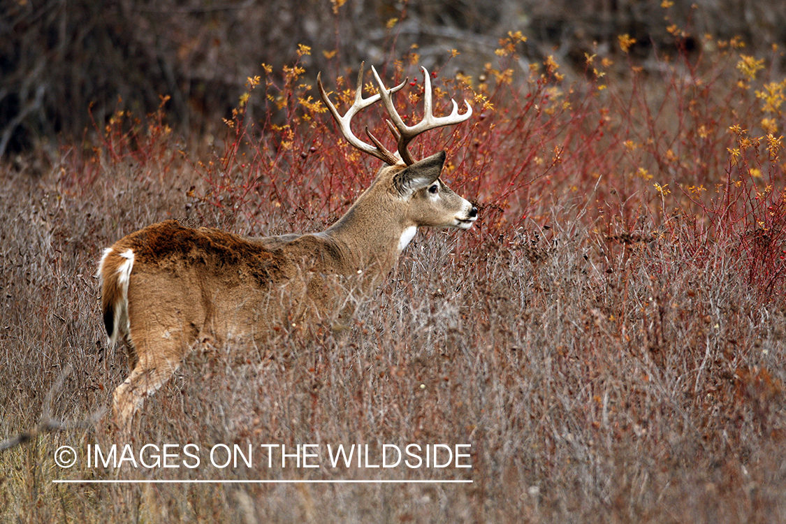 White-tailed deer in habitat