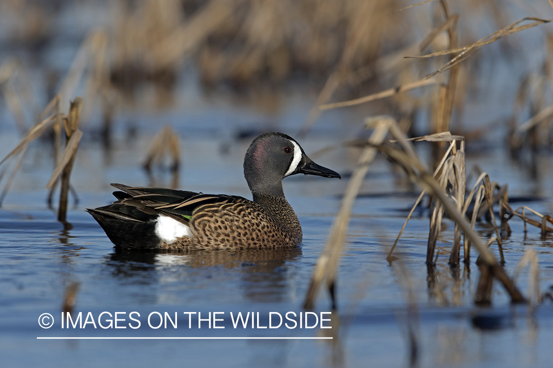 Blue-winged Teal on water.