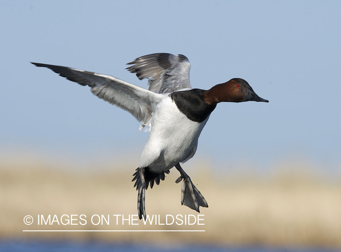 Canvasback duck in flight.