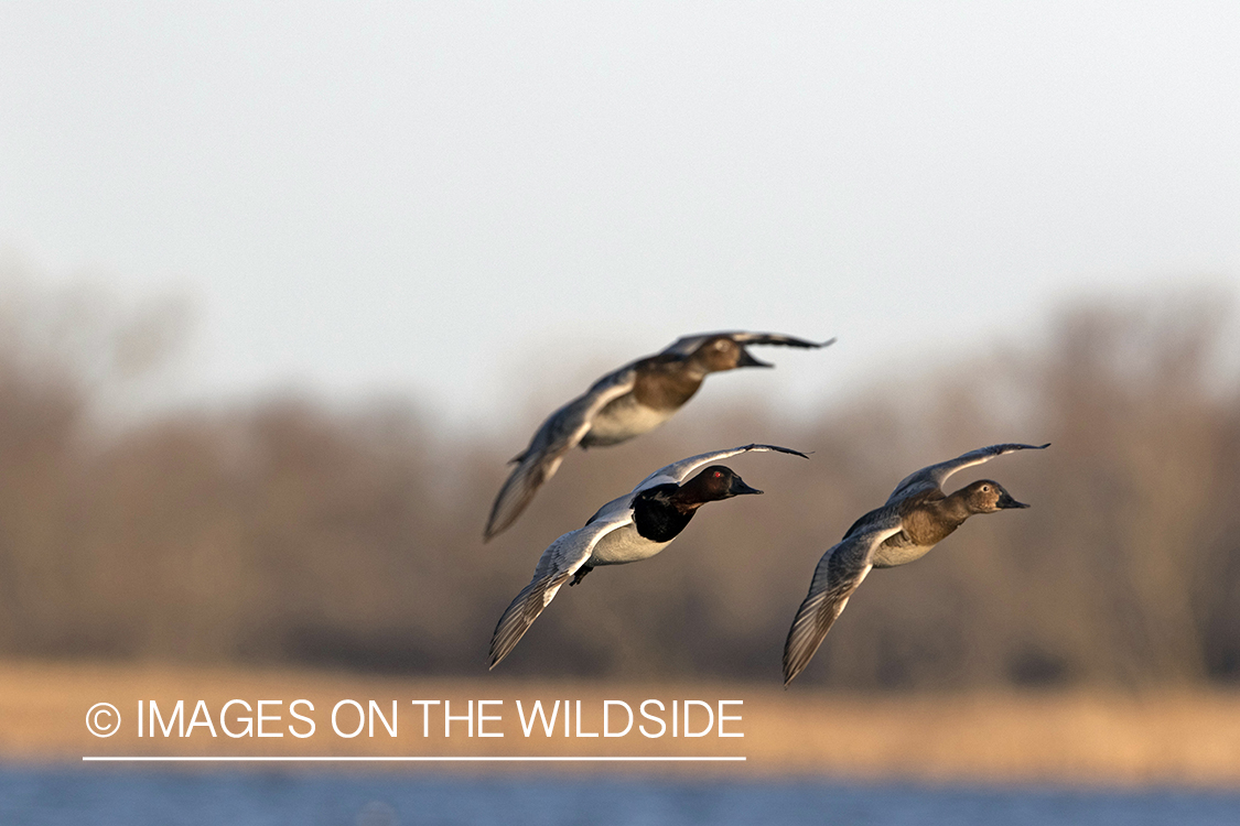 Canvasbacks in flight.