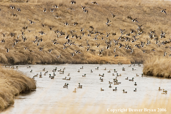 Flock of mallards in flight.