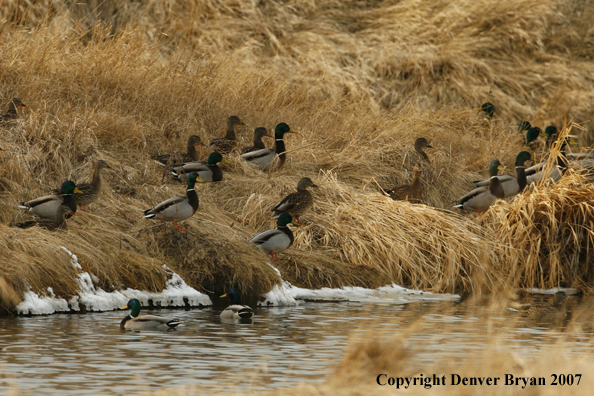 Mallard flock