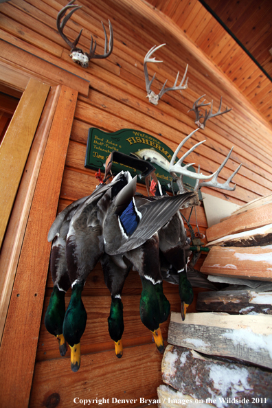 Bagged mallards hanging on outside wall. 