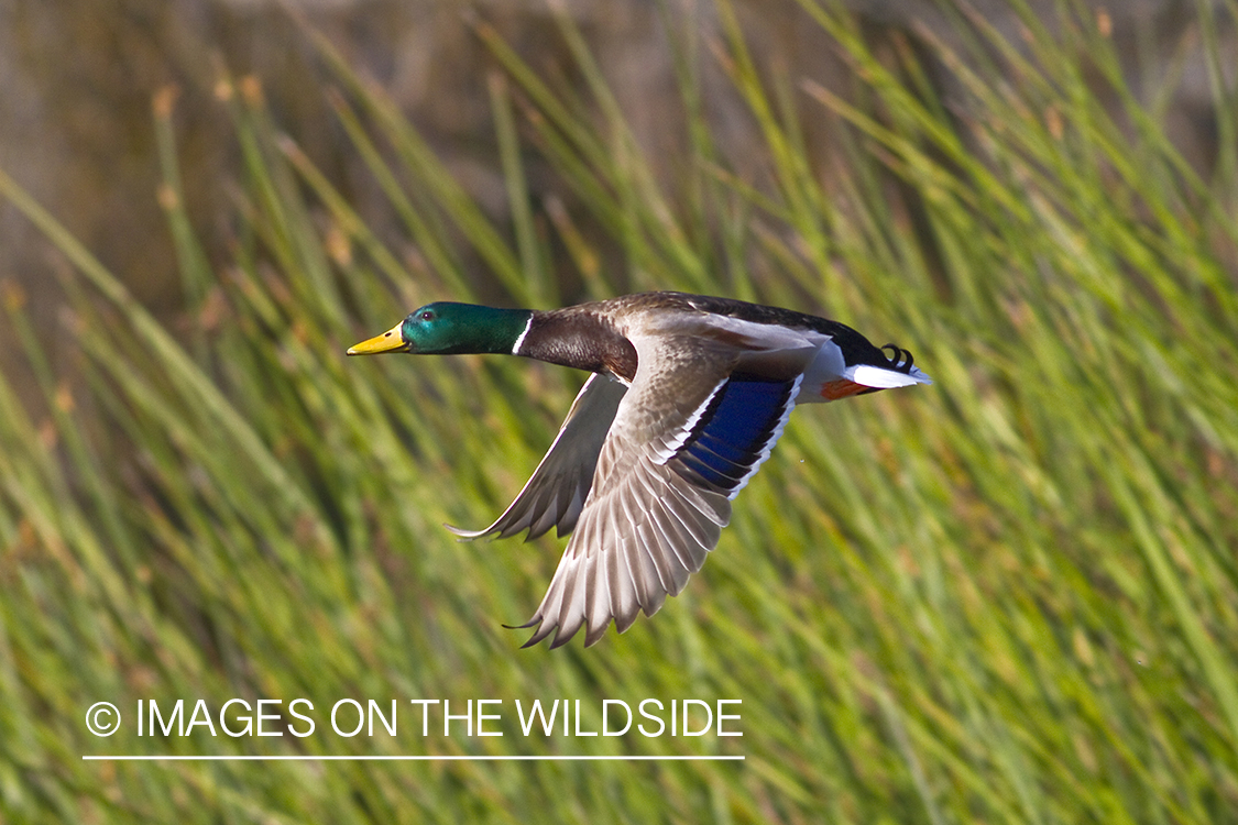 Mallard in flight.