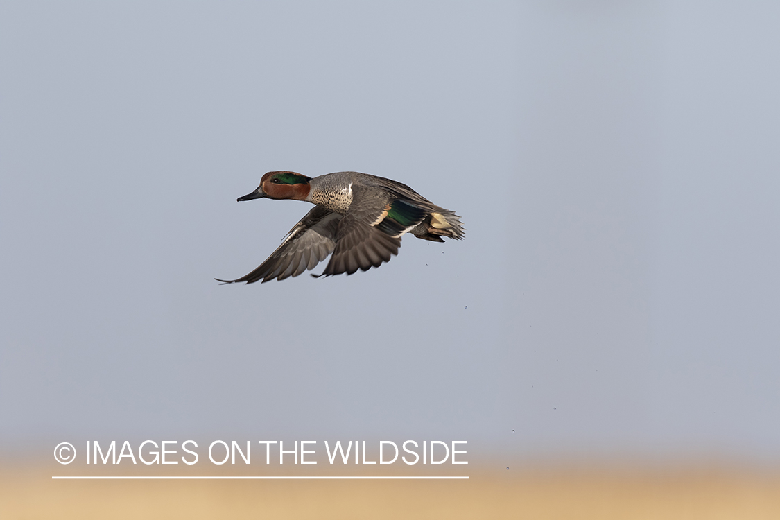 Green-winged Teal in flight.