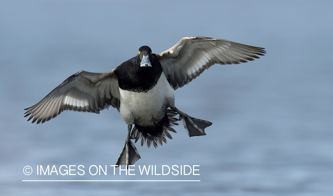 Lesser Scaup in flight.