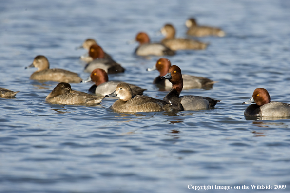 Redhead ducks in habitat