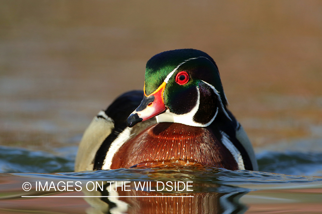 Wood duck drake in habitat.