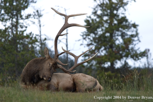 Rocky Mountain bull elk bedded in habitat.