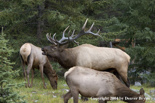 Rocky Mountain bull elk, with cows, bugling.