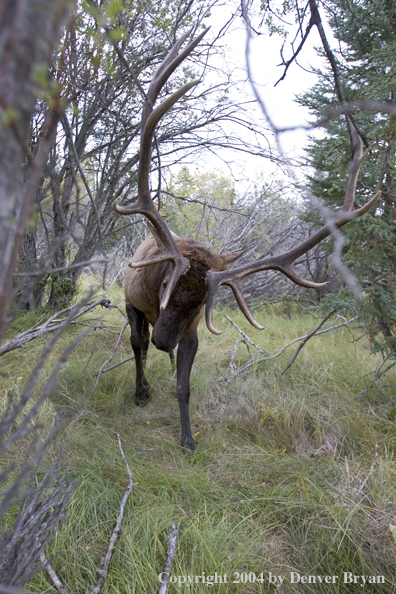 Rocky Mountain bull elk charging aggressively through forest.