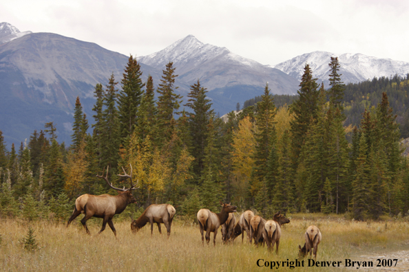 Rocky Mountain Elk herd