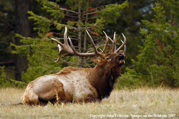 Rocky Mountain Elk bugling