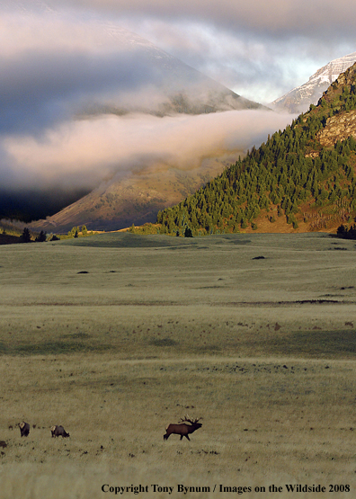 Rocky Mountain Elk in habitat