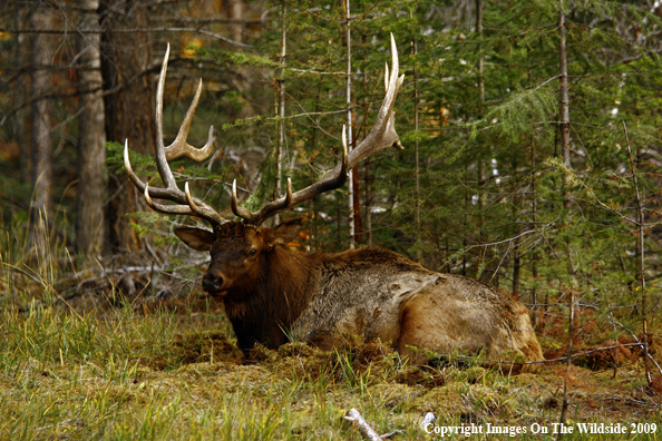 Bull Elk