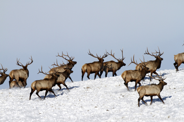 Rocky Mountain elk in winter. 