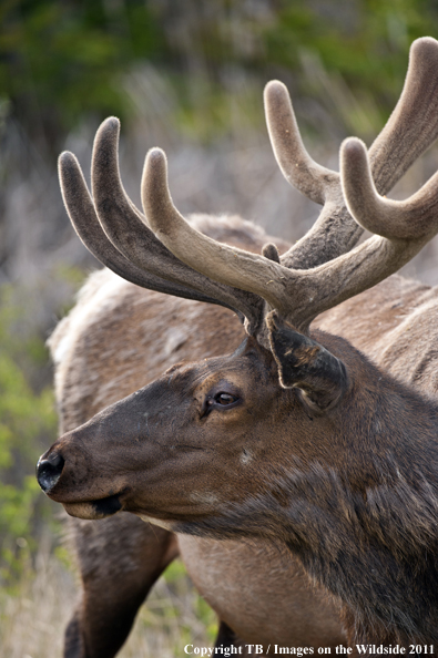 Rocky Mountain bull elk in habitat. 