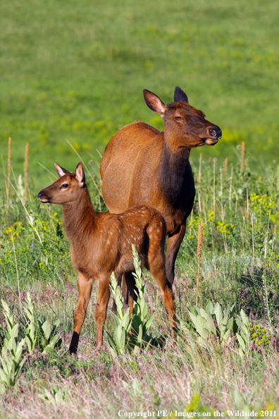 Cow elk with calf. 