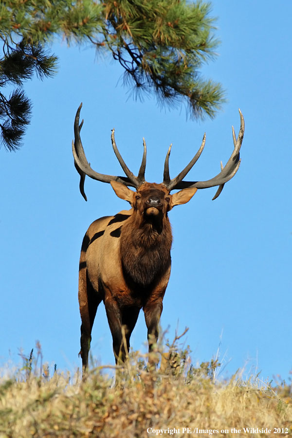 Rocky Mountain Elk in habitat.