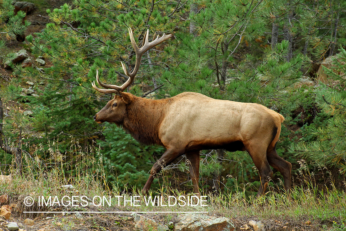 Rocky Mountain Elk in habitat.