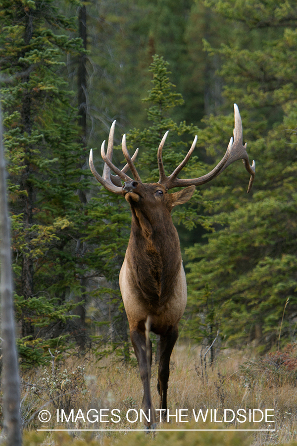 Rocky Mountain Bull Elk in habitat.