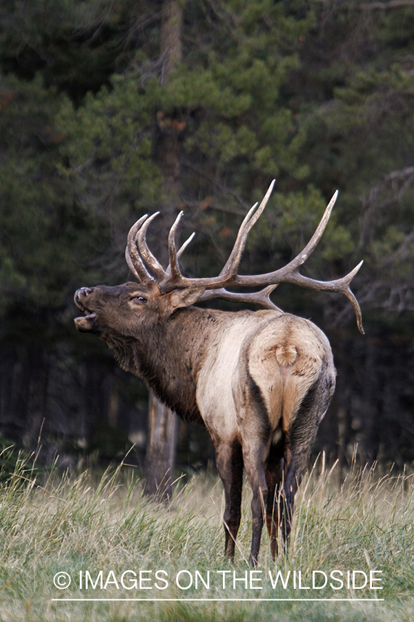 Rocky Mountain Bull Elk bugling in habitat.