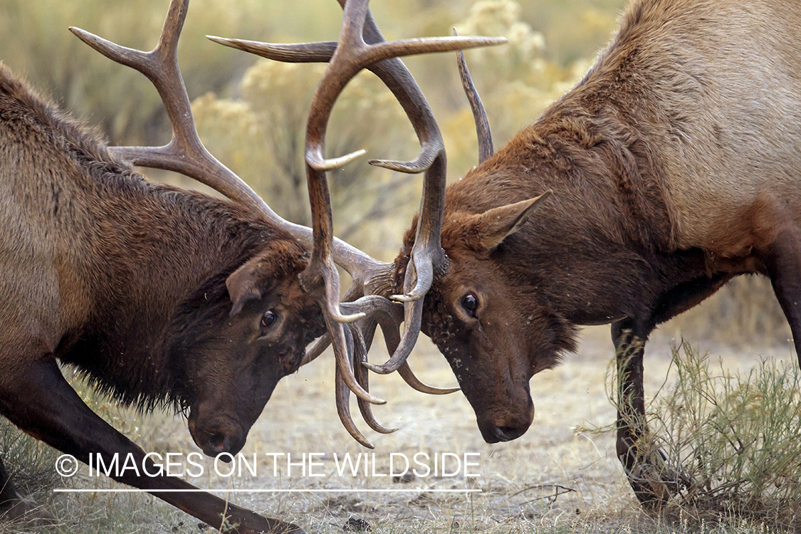 Rocky Mountain Bull Elk fighting in habitat.