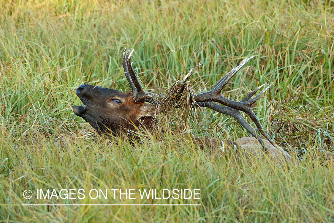 Rocky Mountain bull elk bugling.