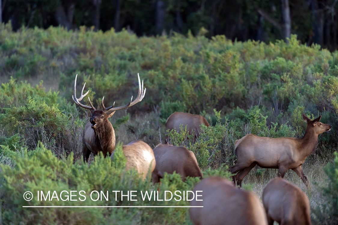 Bull elk bugling in field.