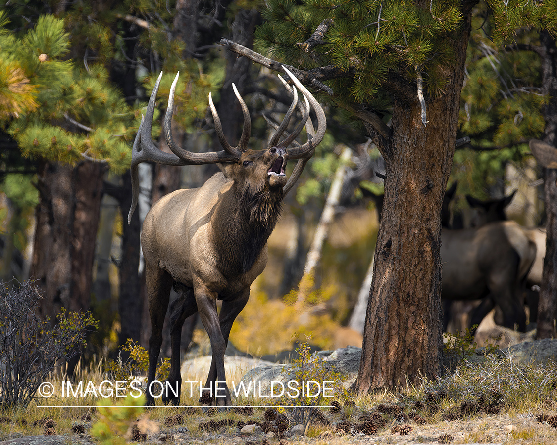 Bull elk bugling.