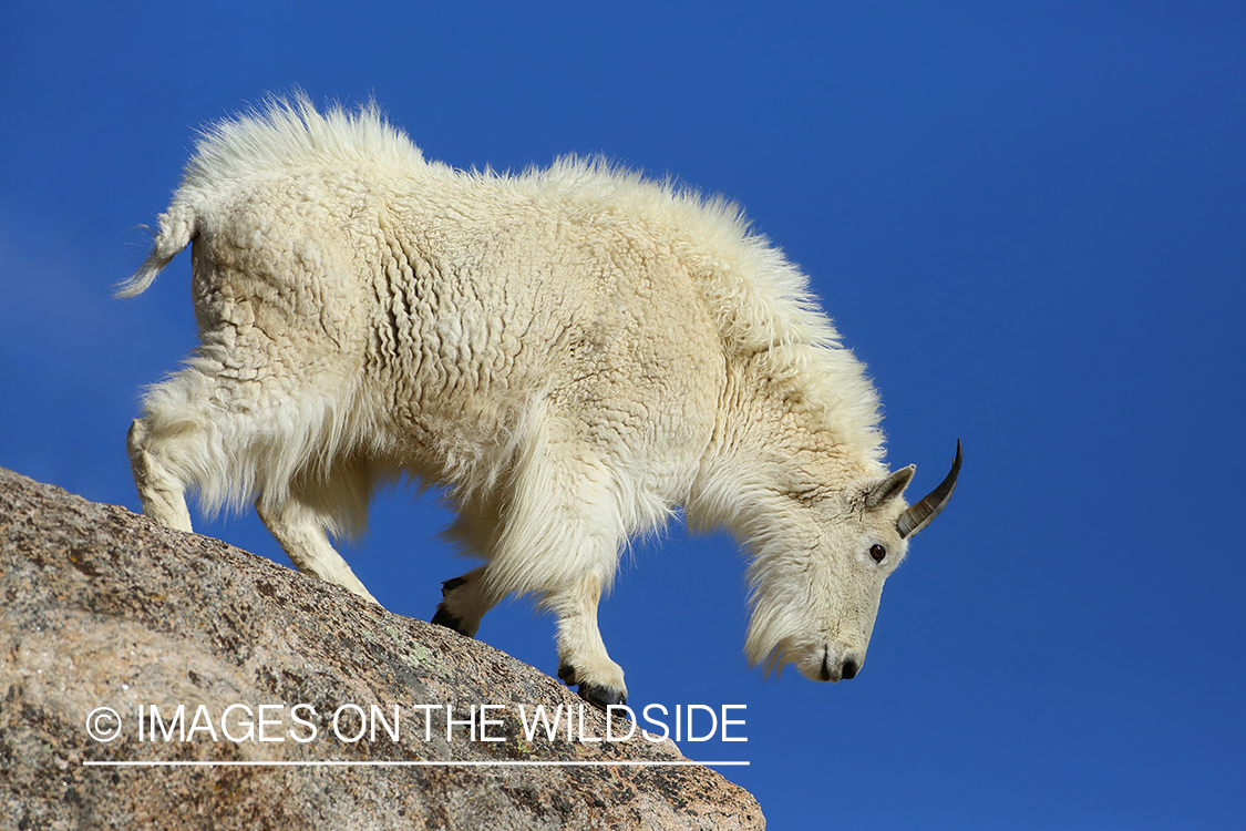 Rocky Mountain Goat in habitat. 