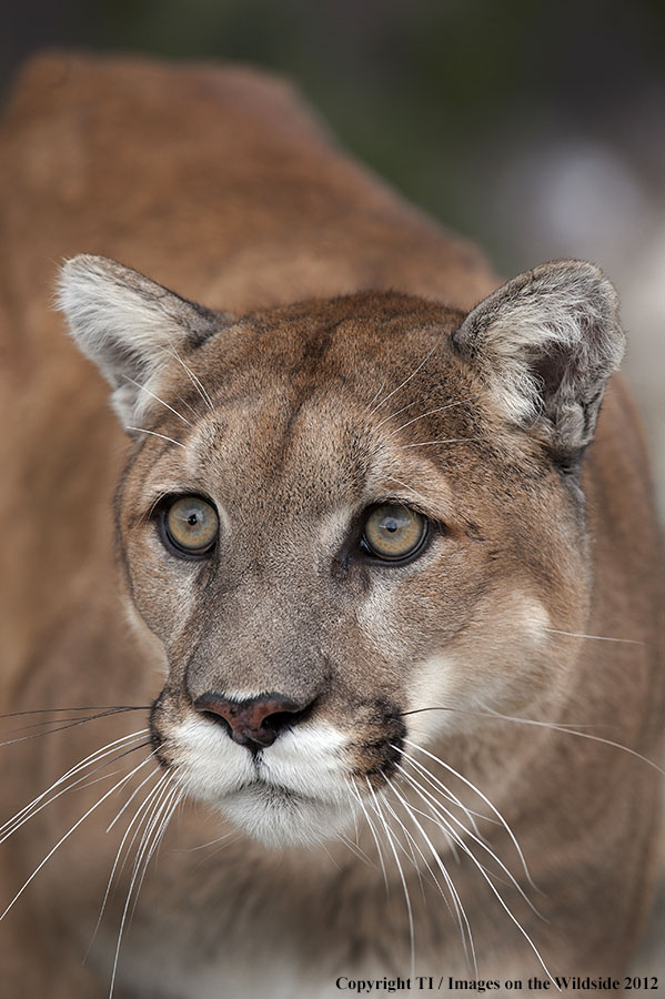 Mountain Lion in habitat.