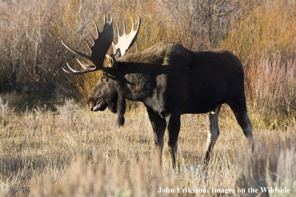 Shiras bull moose in habitat.