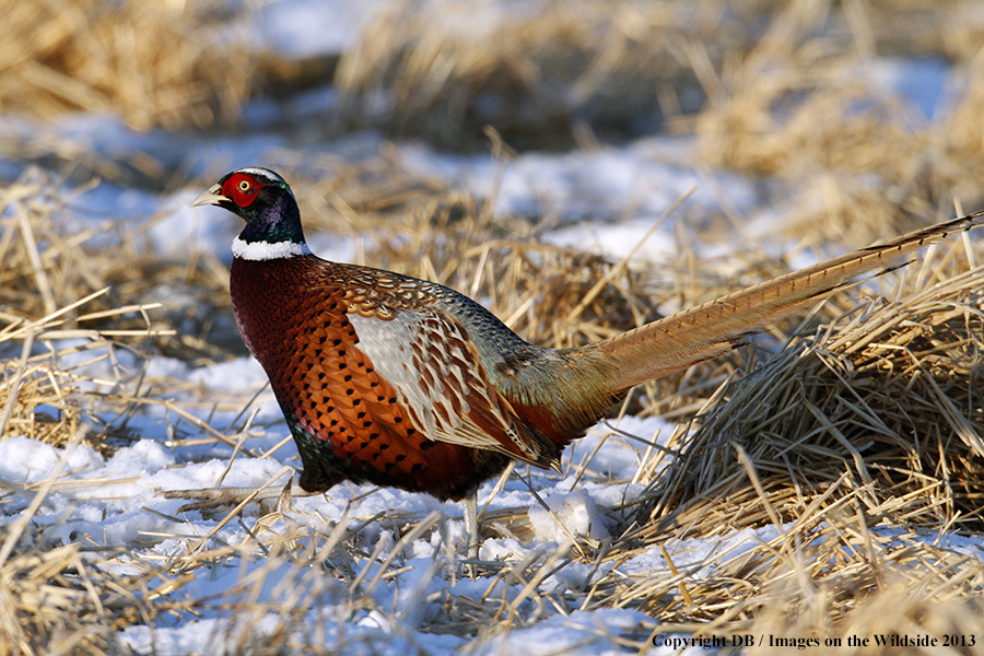 Ring-necked pheasant in habitat