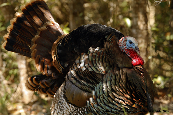 Eastern Wild Turkey