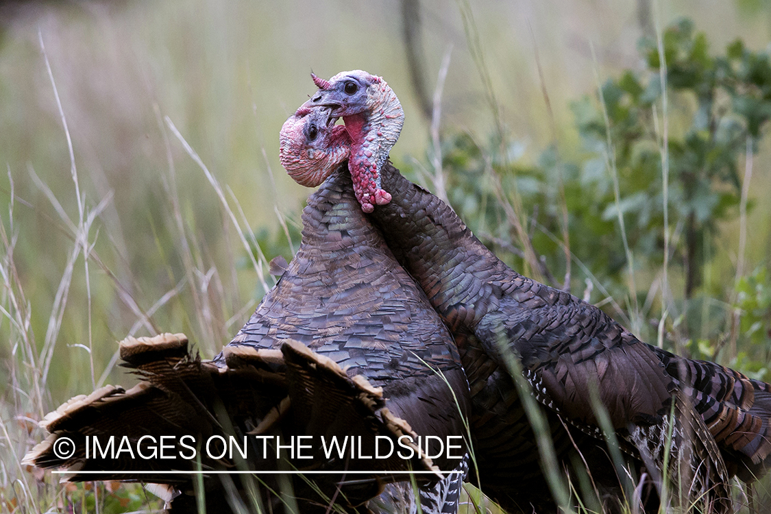 Eastern Wild Turkey toms fighting. 